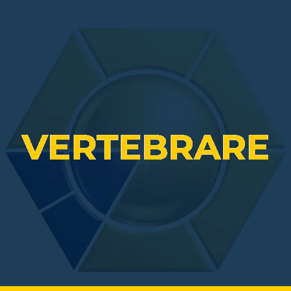 Foto de VERTEBRARE